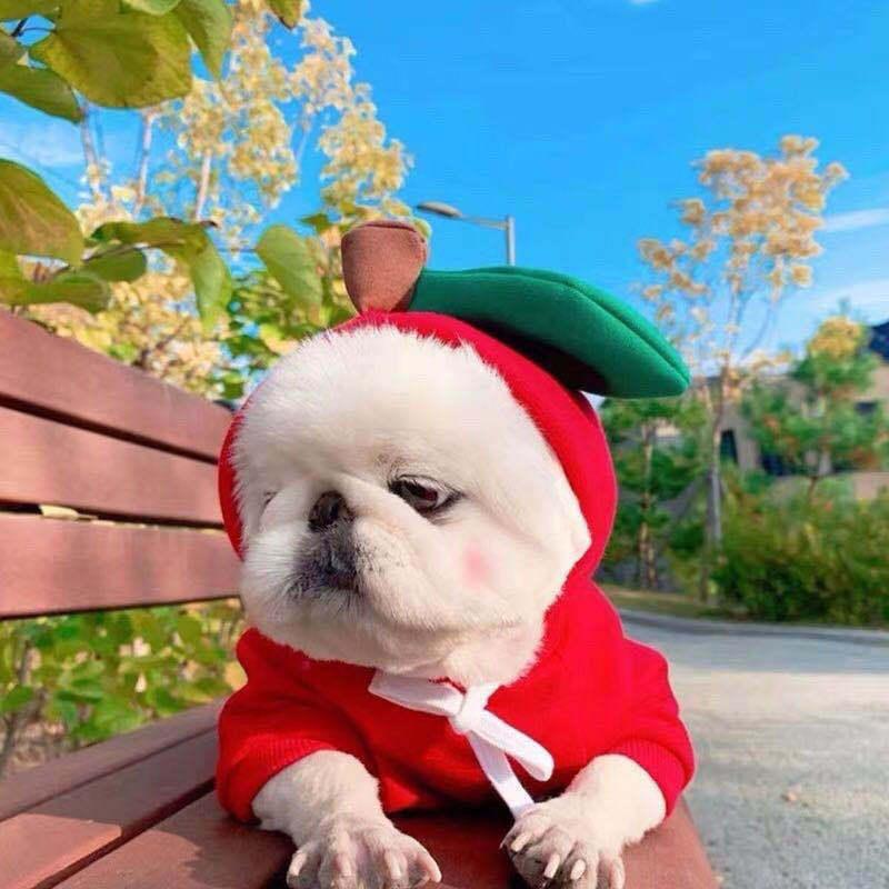 Cute Warm Small Dog Hoodie – Cozy Pet Sweater