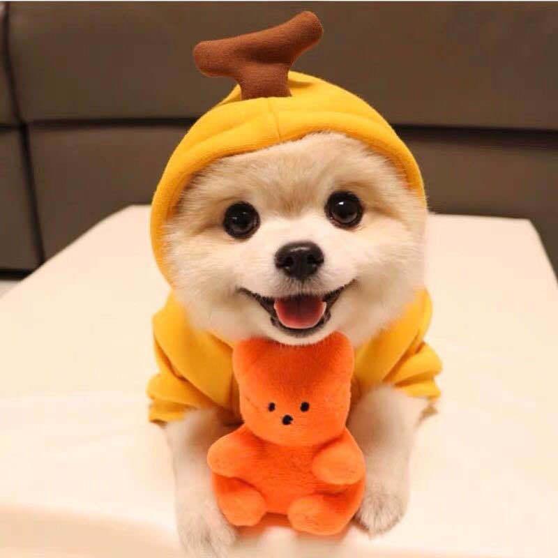 Cute Warm Small Dog Hoodie – Cozy Pet Sweater