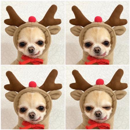 Cute Warm Small Dog Hoodie – Cozy Pet Sweater