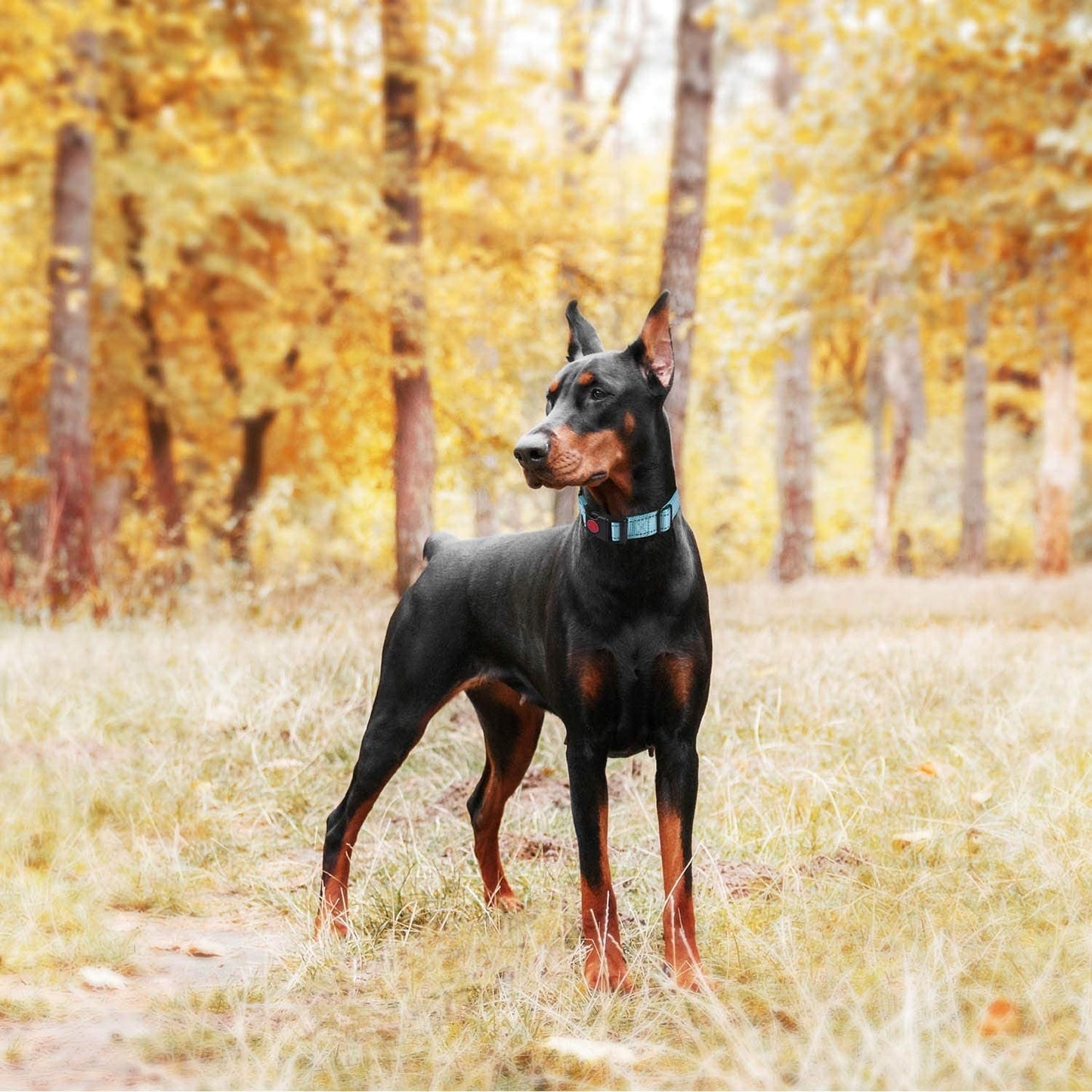2-Pack Dog Training Collars – Adjustable for All Sizes