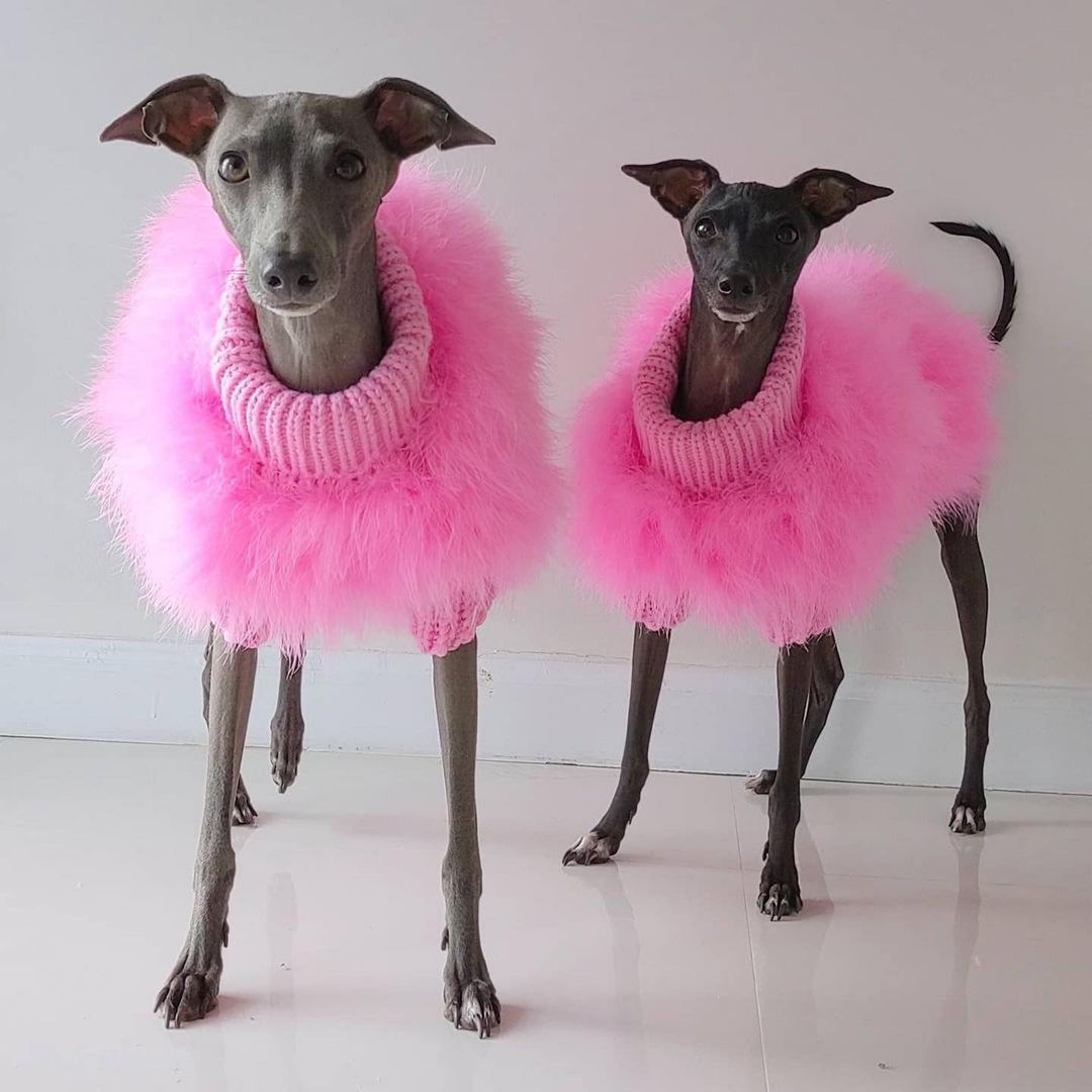 Feathered Luxury Pet Sweater – Haute Couture Dog & Cat Apparel