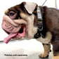 K9R - BCH Big Dog Collar Heavy Duty