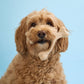 BetterBone Soft Chew Toy – Natural & Durable for Dogs
