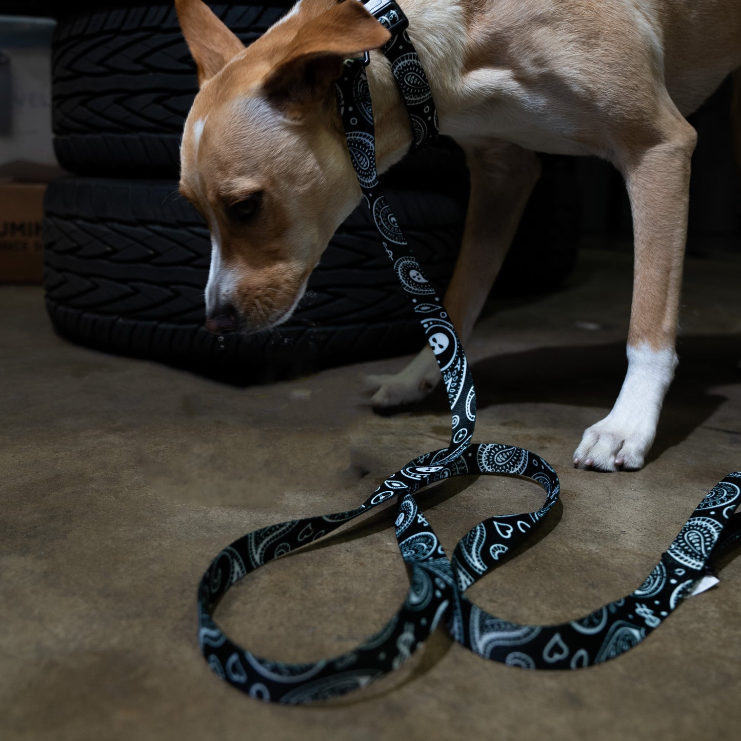 OG Bandito Pet Leash – Durable & Stylish Dog Lead