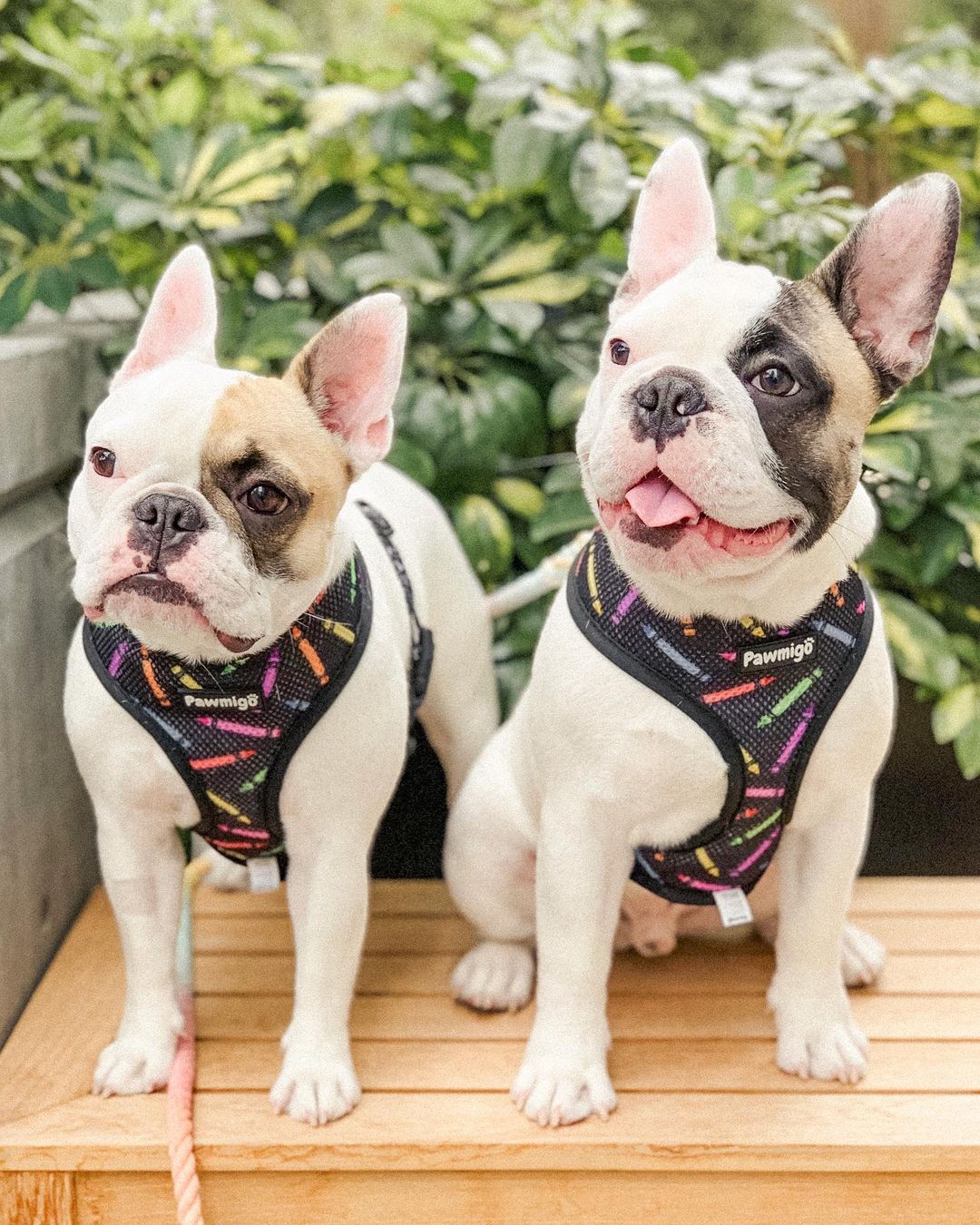 Teacher's Pet Reversible Harness – Stylish & Adjustable Dog Vest