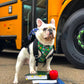 Teacher's Pet Reversible Harness – Stylish & Adjustable Dog Vest