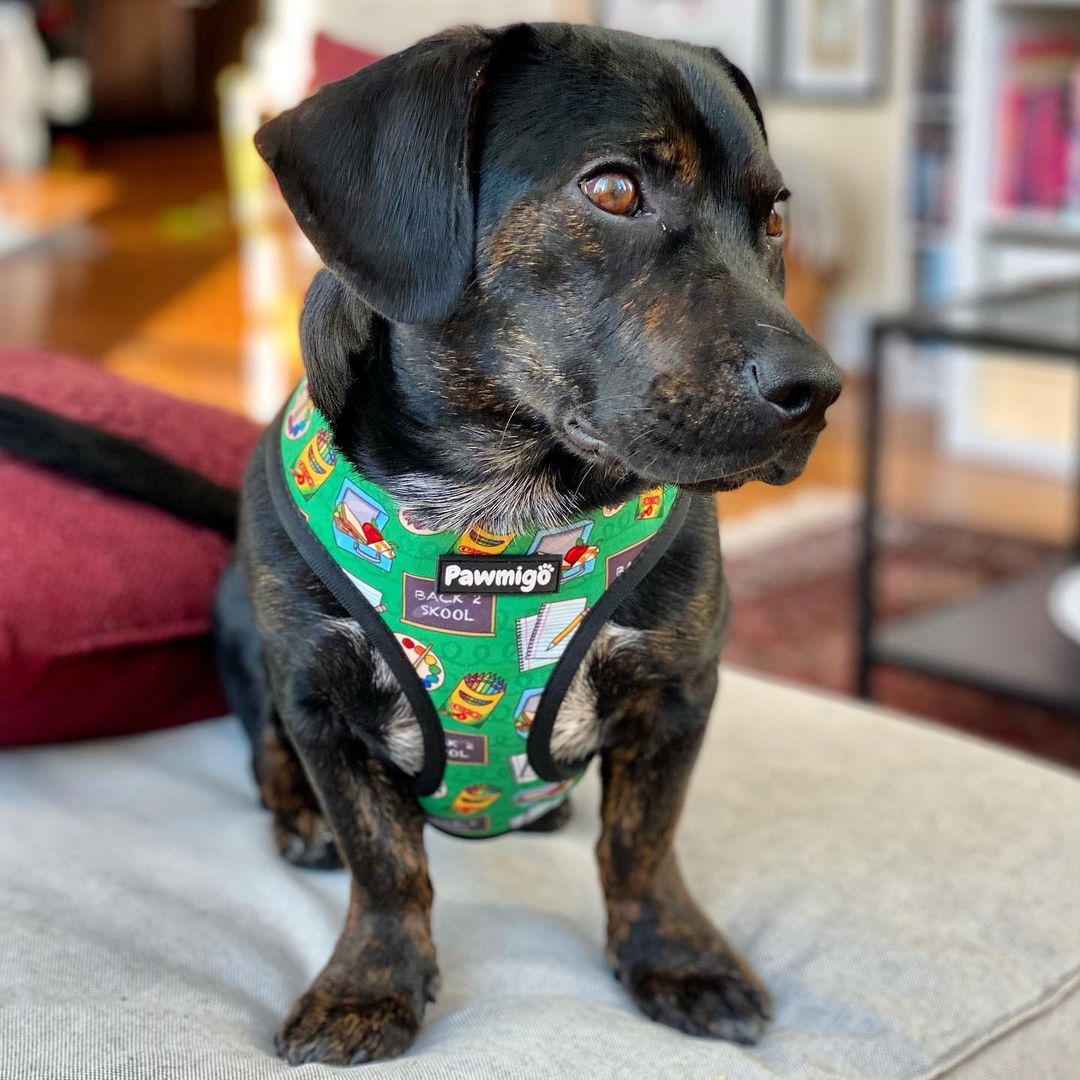 Teacher's Pet Reversible Harness – Stylish & Adjustable Dog Vest
