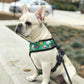 Teacher's Pet Reversible Harness – Stylish & Adjustable Dog Vest