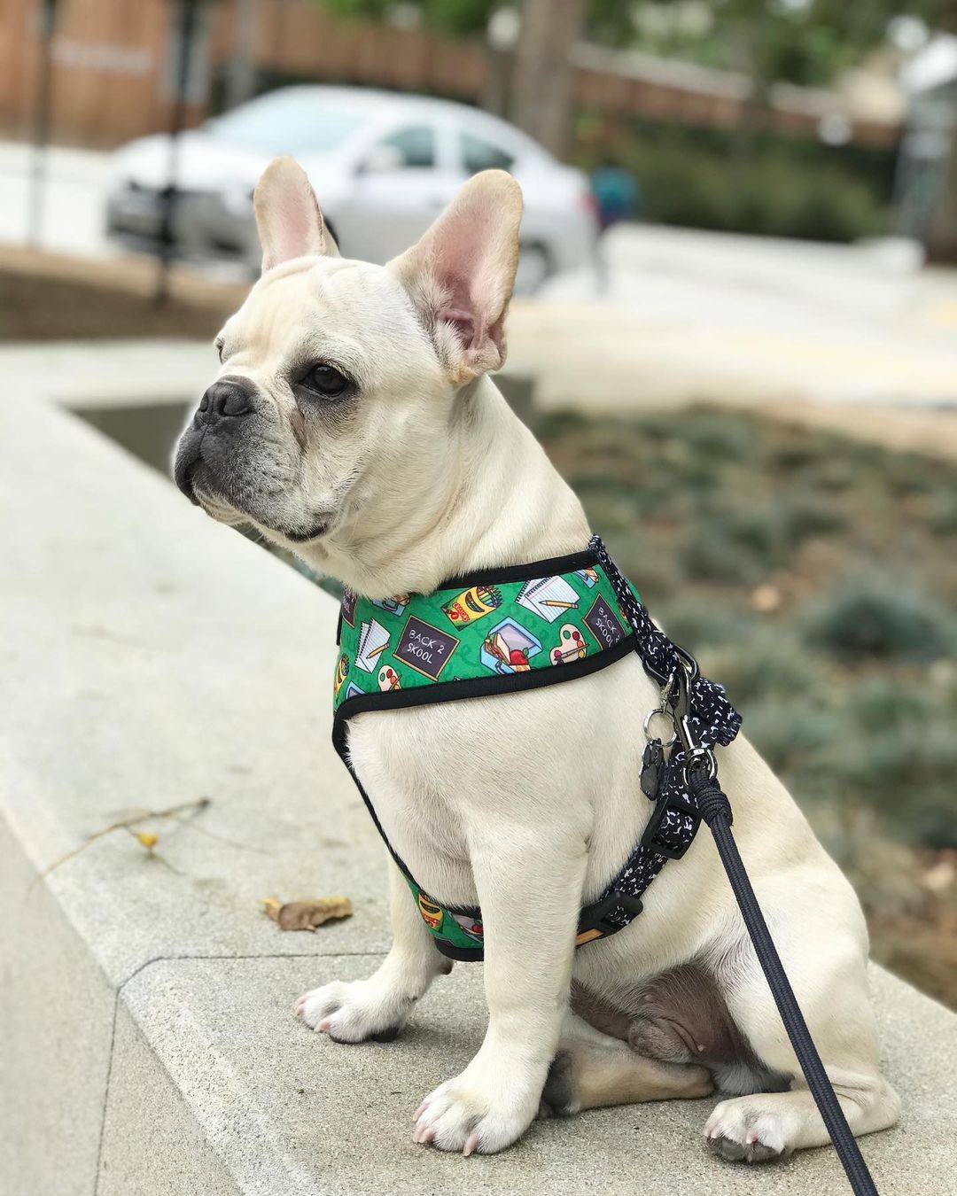 Teacher's Pet Reversible Harness – Stylish & Adjustable Dog Vest