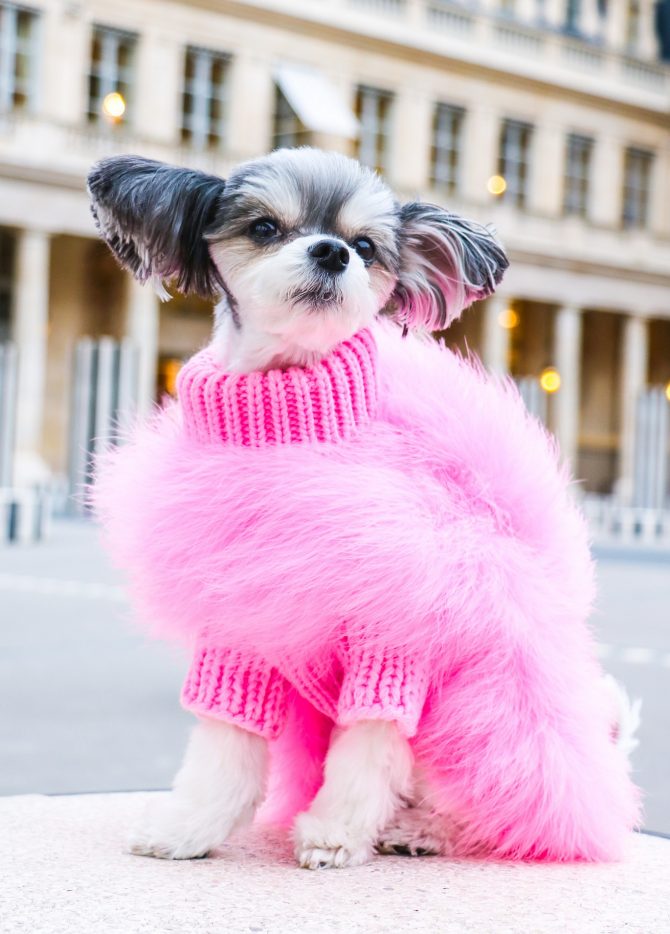 Feathered Luxury Pet Sweater – Haute Couture Dog & Cat Apparel