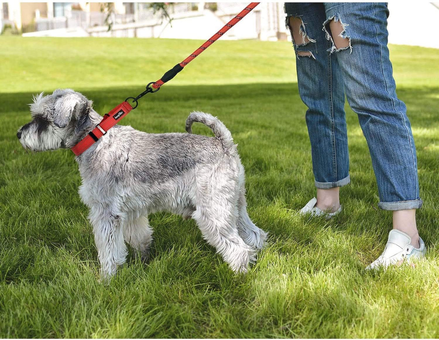 2-Pack Dog Training Collars – Adjustable for All Sizes