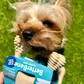 BetterBone Soft Chew Toy – Natural & Durable for Dogs