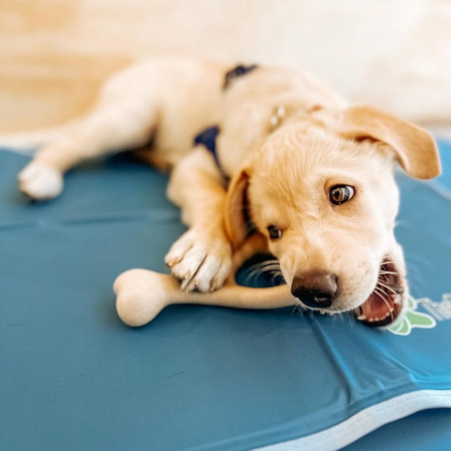 BetterBone Soft Chew Toy – Natural & Durable for Dogs