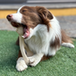 BetterBone Soft Chew Toy – Natural & Durable for Dogs