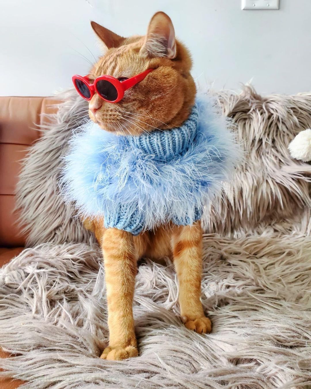 Feathered Luxury Pet Sweater – Haute Couture Dog & Cat Apparel