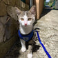 Adjustable Reflective Pet Harness – Dog & Cat Control Vest with Leash