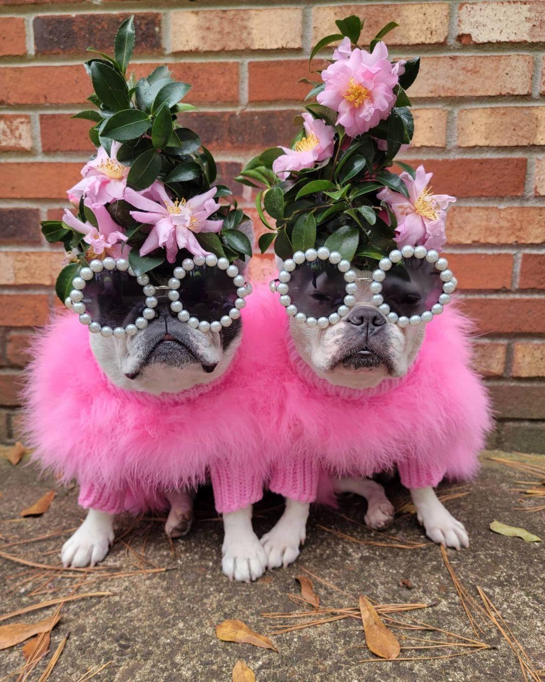 Feathered Luxury Pet Sweater – Haute Couture Dog & Cat Apparel