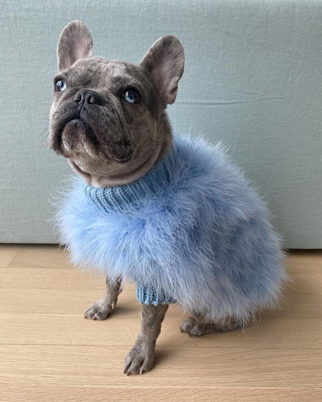 Feathered Luxury Pet Sweater – Haute Couture Dog & Cat Apparel
