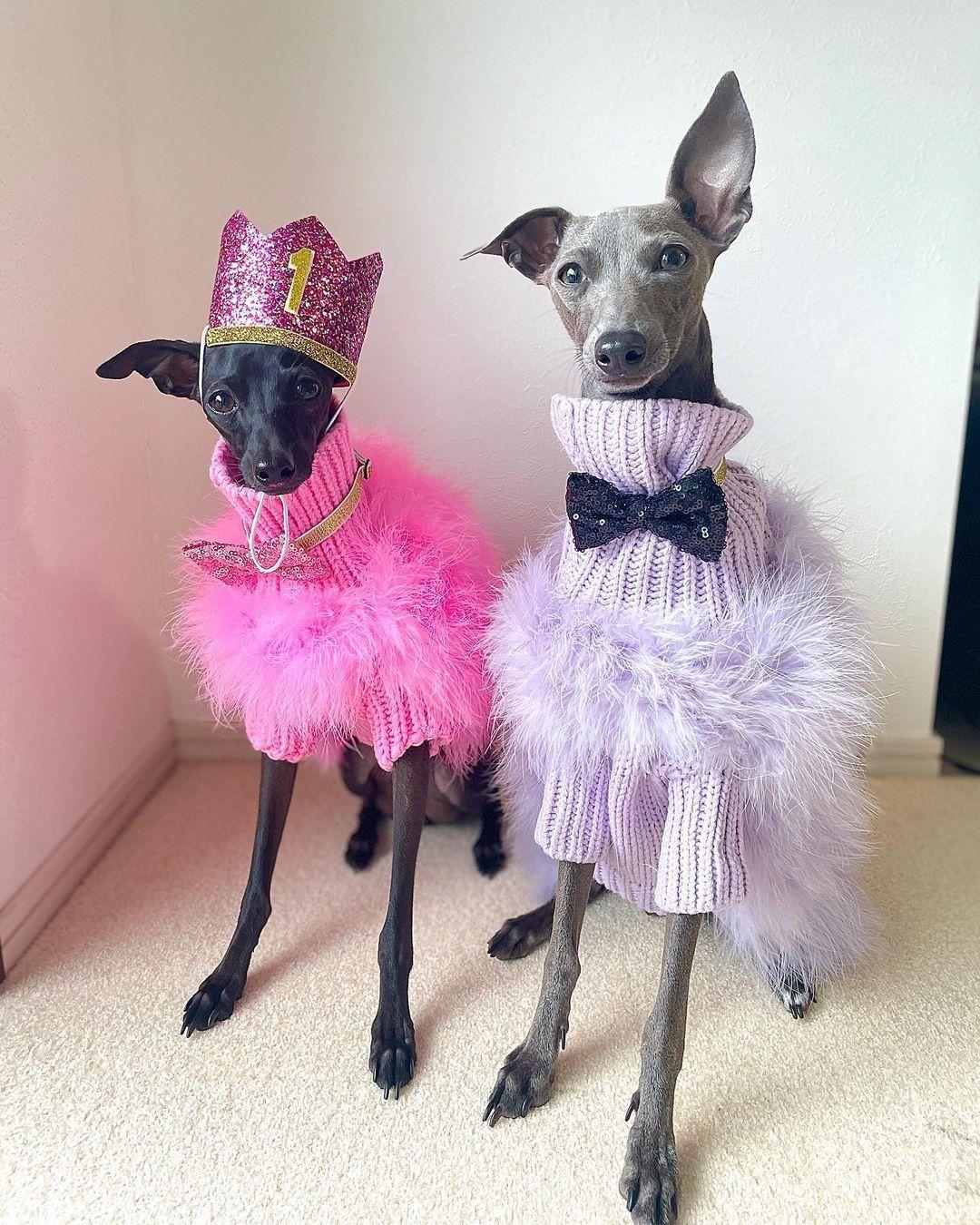 Feathered Luxury Pet Sweater – Haute Couture Dog & Cat Apparel