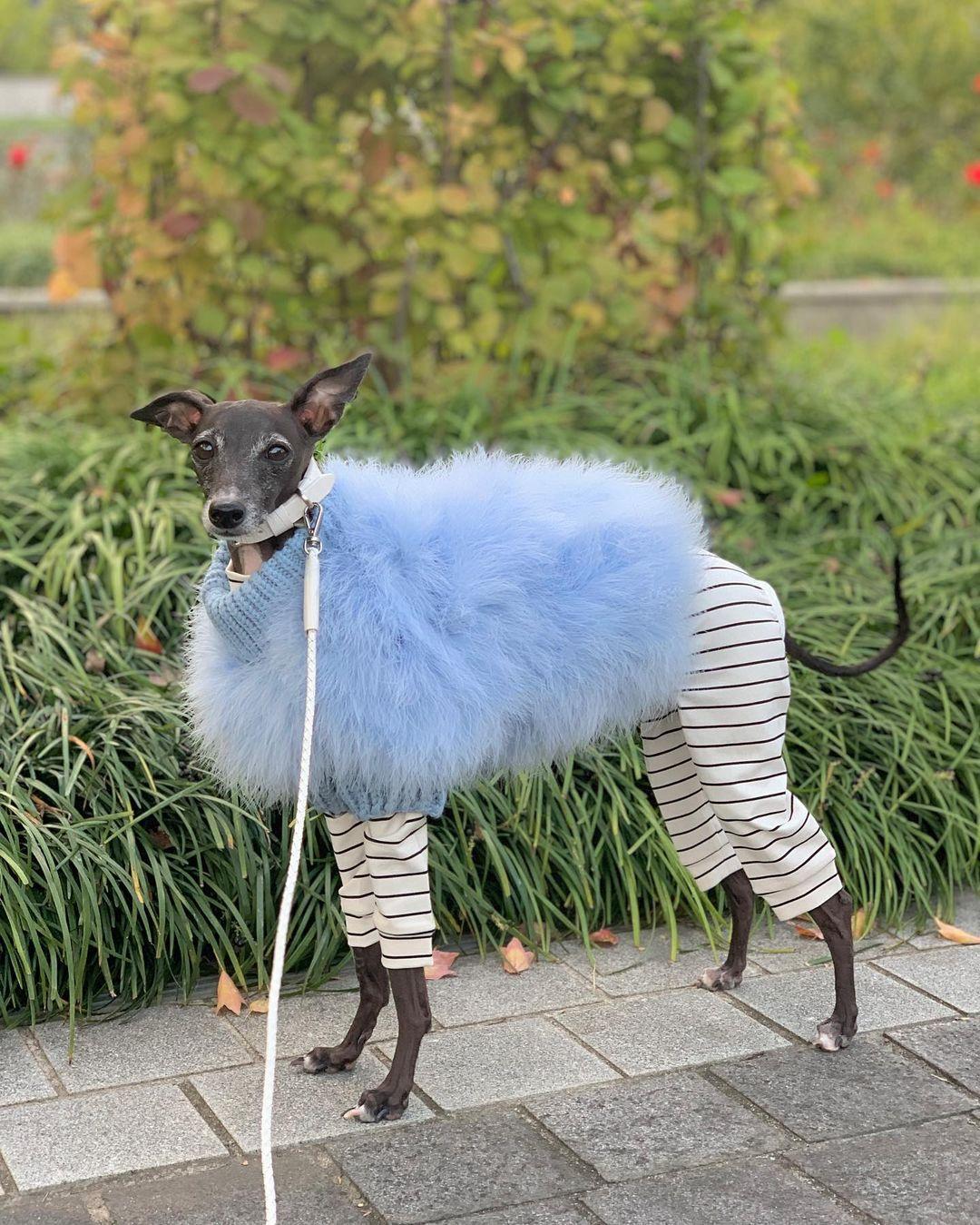 Feathered Luxury Pet Sweater – Haute Couture Dog & Cat Apparel